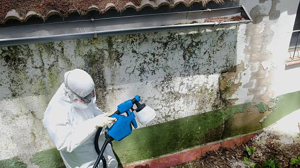 Top rated local Black Mold Remediation specialists in Waltham, MA